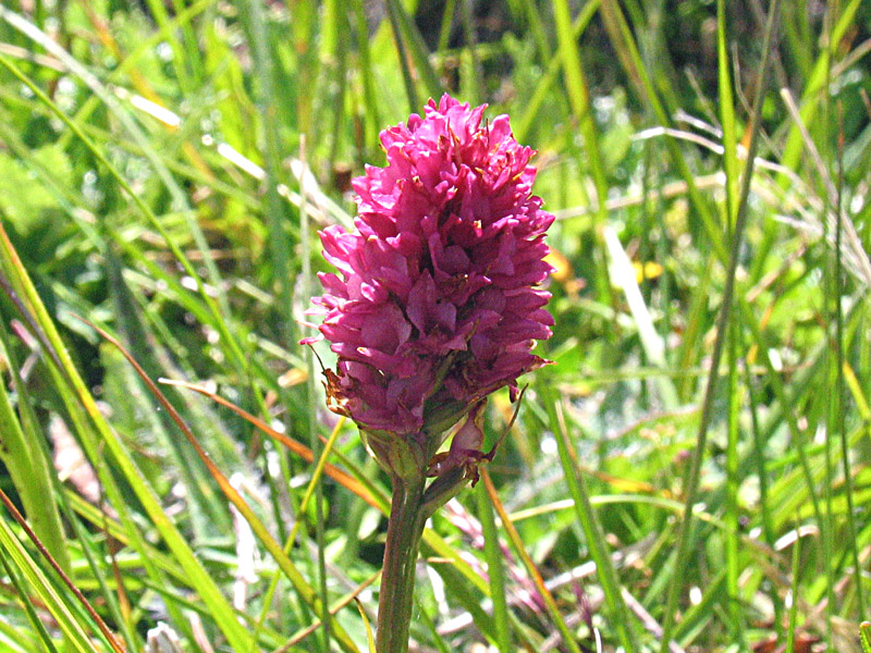 Nigritella rhellicani